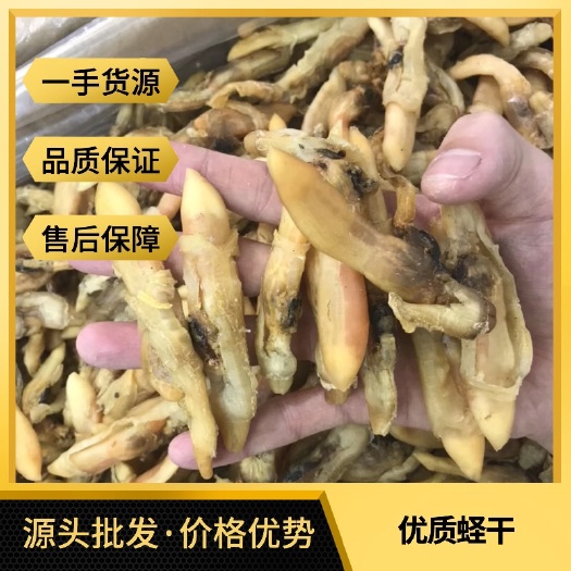 广州蛏干 一手货源批发圣子干 足干新鲜 肉厚 干净无沙 价格实惠