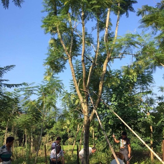 漳州普通蓝花楹  福建蓝花楹价格 漳州蓝花楹报价 批发四川行道树