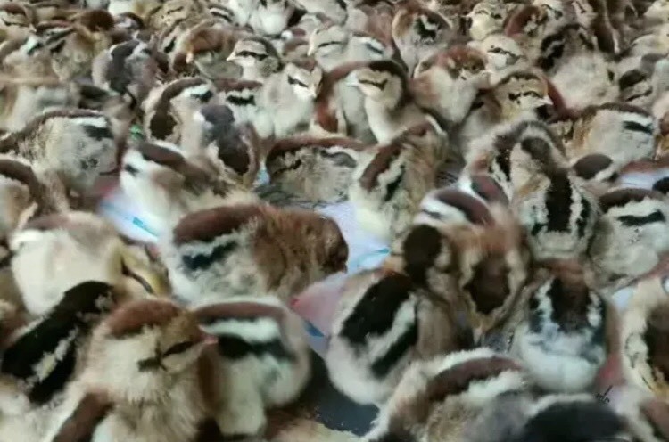 南宁 红瑶鸡苗￼￼