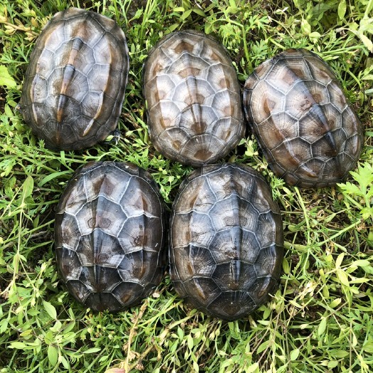 中华草龟1 - 5两、外塘草龟碌、冷水小草龟、黑腹龟