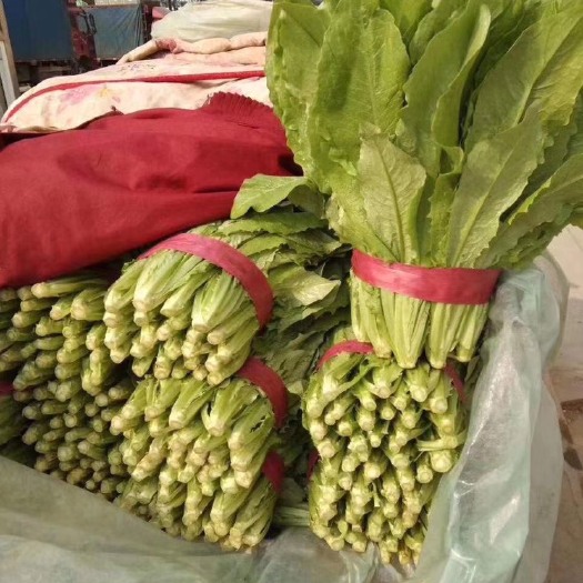 邯郸油麦菜 油麦 一年四季有货
