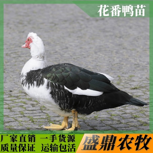 南宁鸭苗 花番鸭苗 大种番鸭苗 西洋鸭苗 云南贵州旱鸭苗火鸭苗