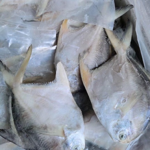 北海 白鲳 比青菜，还是很贵，，，准备回去种田