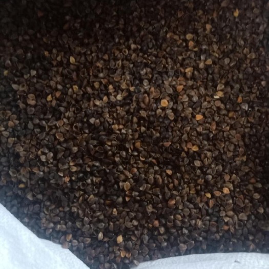西安 陕北优质95荞麦壳