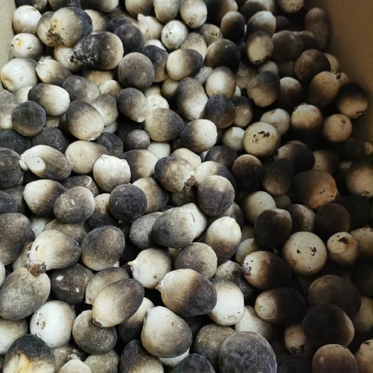 沈阳草菇 国家A级绿色菌，富含多种维生素和氨基酸，被誉为健康高级绿色食