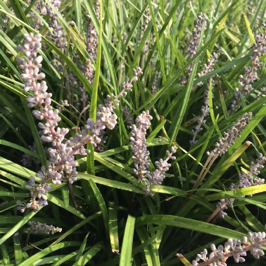 曹县 常年大量供应麦冬草，丹麦草，玉龙草