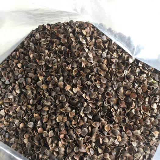 西安 俄罗斯高温水洗荞麦壳普货