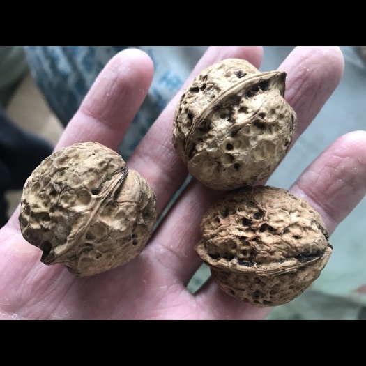 思茅 七彩云南～茶城核桃