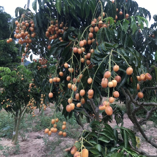 郁南县 蜜饯黄皮果