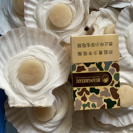 佛山 新鲜清蒸半壳粉丝元贝半壳扇贝虾夷贝粉丝贝烧烤玉带80只/箱