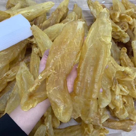 深圳花胶 10头胶筒 这批漂亮 头数标准 全是厚肉  足干