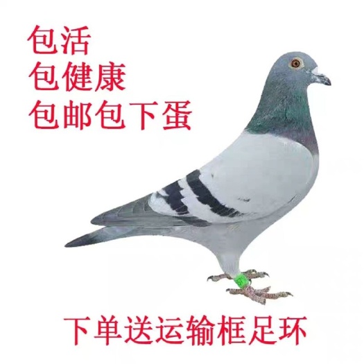 太和县卡奴鸽  种鸽类雨点瓦灰。白羽王。麒麟花。秀。红卡。黑卡。