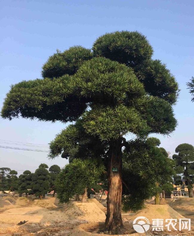 北海罗汉松  福建批发造型罗汉松 精品罗汉松桩景 漳州罗汉松树盆景价