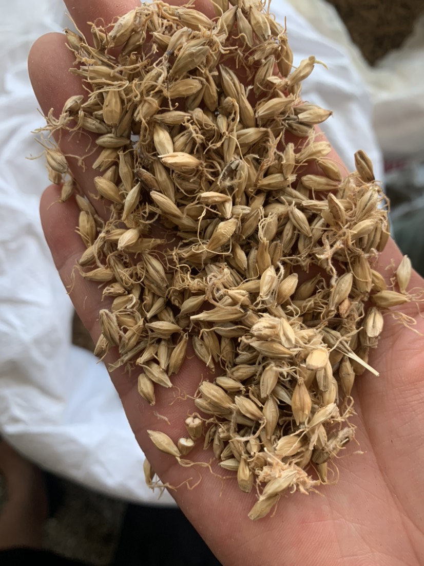 亳州 批发中药材麦芽，冷背药材，一件代发，代购代销