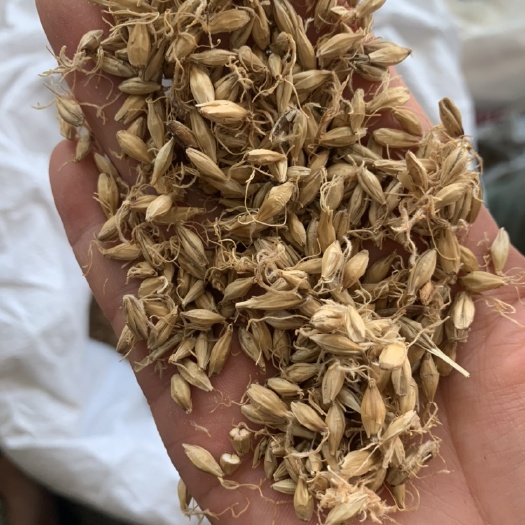  批发中药材麦芽，冷背药材，一件代发，代购代销