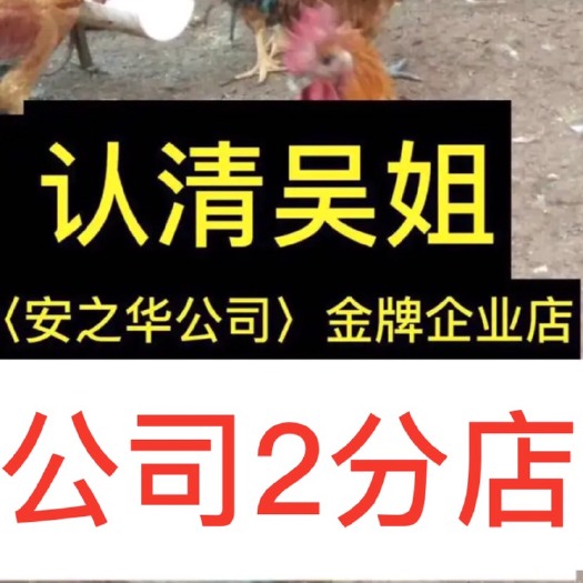 贵阳麻鸡苗  …23年的诚信企业店