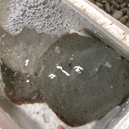 连云港 海鲜水产新鲜多宝鱼鲜活石斑鱼比目鱼花岗鱼海鱼