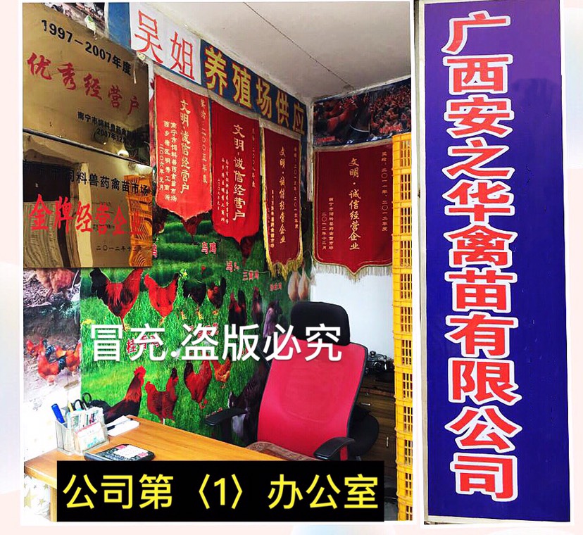 良凤花鸡苗  …23年的诚信企业店