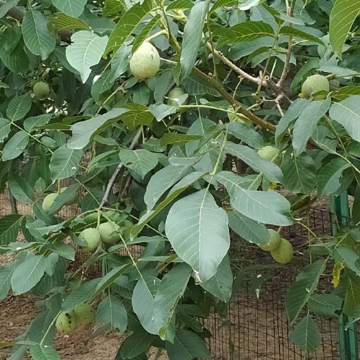 衡水 20吨纯香玲核桃青果已上市