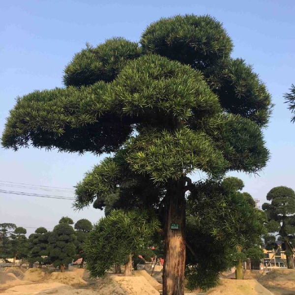 北海罗汉松  福建批发造型罗汉松 精品罗汉松桩景 漳州罗汉松树盆景价