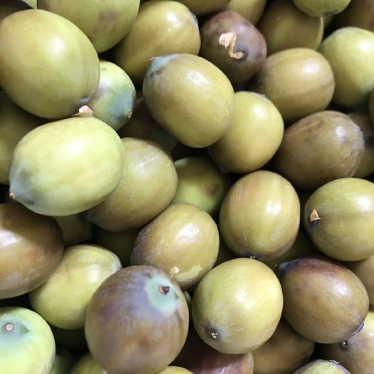 新鲜草莲麻莲加工莲子莲籽全国发货可一件代发