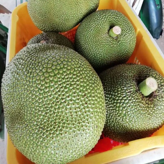化州市常有菠萝蜜苗 常有无胶菠萝蜜