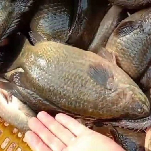 湛江 攀鲈鱼