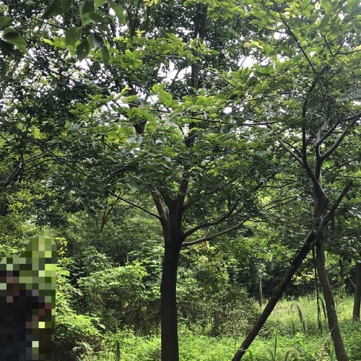 宣城 18公分朴树大量出售