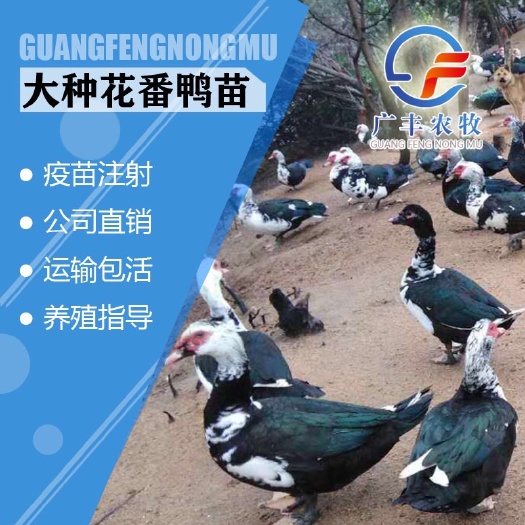 南宁 大花番鸭苗  洋鸭苗  旱鸭苗