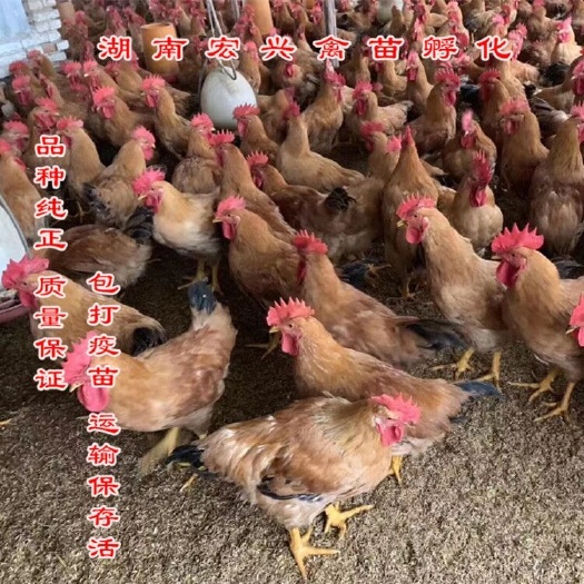 衡阳三黄鸡苗  厂家直销三黄土鸡公苗大红公鸡苗瑶鸡苗
