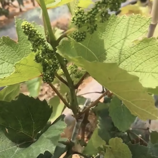 兴城市 各种葡萄苗都有