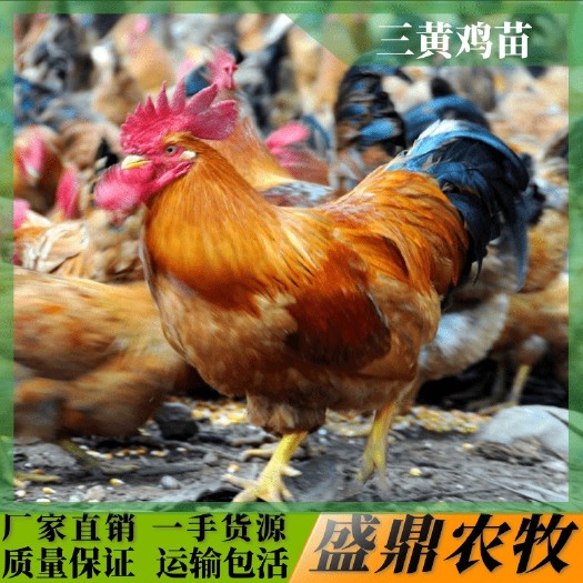 南宁 三黄鸡苗