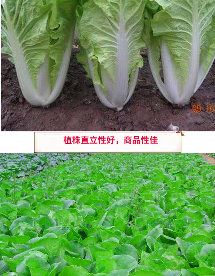 四季速生快菜种子20天可以吃的全季快菜毛白菜种籽农家菜孑包邮