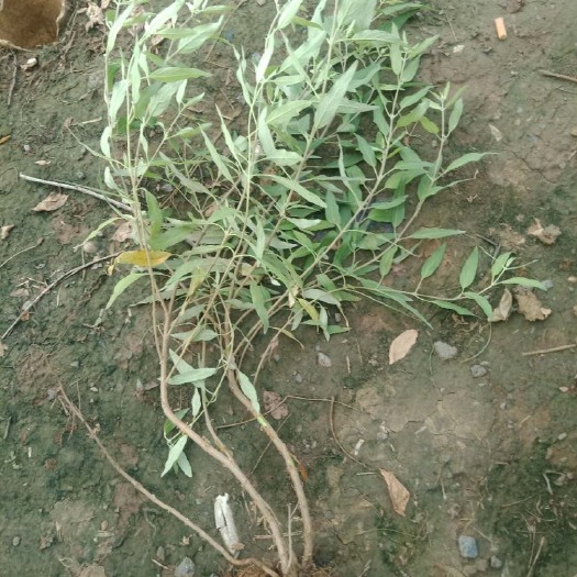 青州市 金银木树苗 金银木种子金银木植物庭院风景绿化苗忍冬科植物