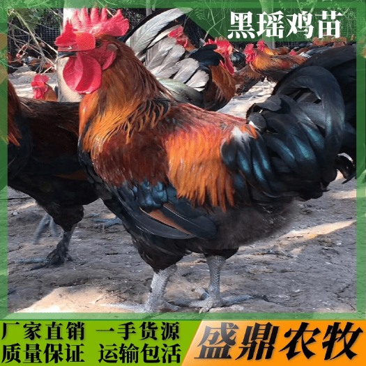 南宁 黑瑶鸡苗