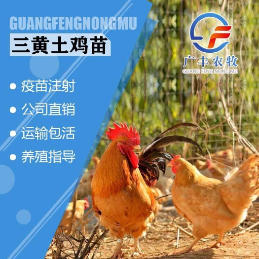 南宁 三黄鸡苗，热销产品，高产量，厂家直销 包打疫苗