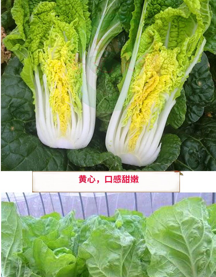  四季速生快菜种子20天可以吃的全季快菜毛白菜种籽农家菜孑包邮