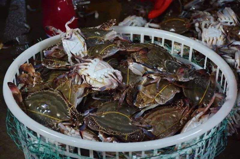 鲜冻梭子蟹 花蟹 大螃蟹 肉多饱满个大肥美 黄满膏肥