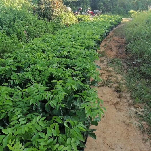 廉江市纯正廉江特产贵妃黄皮果苗