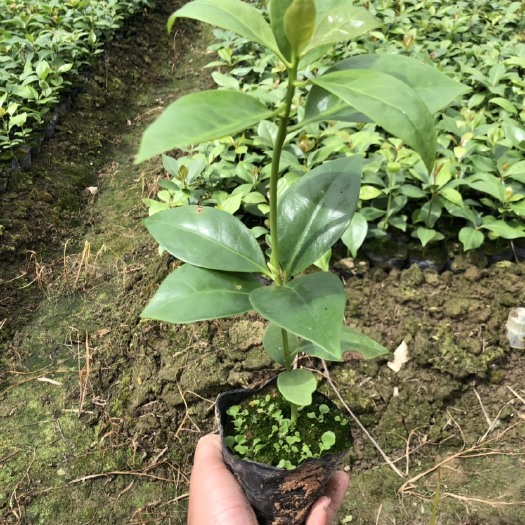 藤县八角树苗