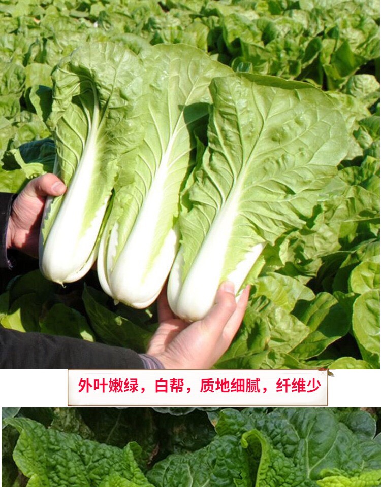  四季速生快菜种子20天可以吃的全季快菜毛白菜种籽农家菜孑包邮