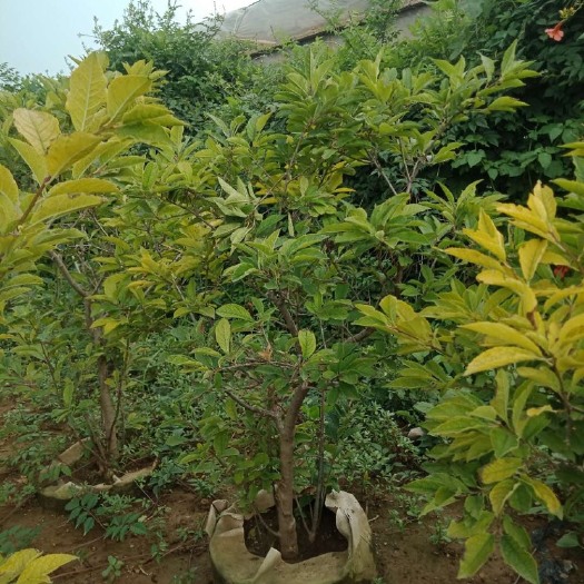青州市 北美冬青  盆栽花卉 庭院摆放 美观基地现挖现卖易
