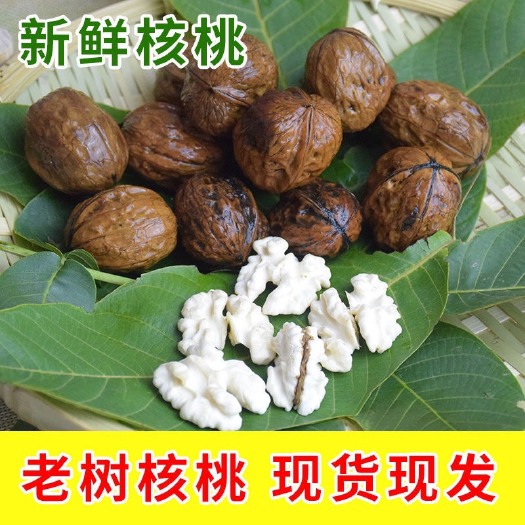 盐边县 四川新鲜核桃去青皮核桃嫩核桃湿核桃一件代发