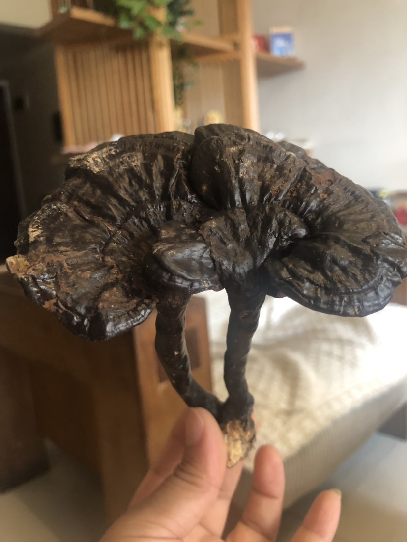 木靈芝   韶關(guān)大山里生長的純楓樹靈芝