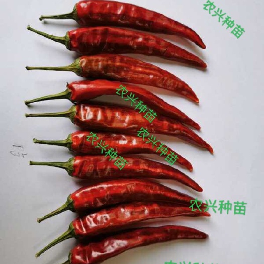 三明朝天椒种子 2020新品种高辣度福建辣椒王！