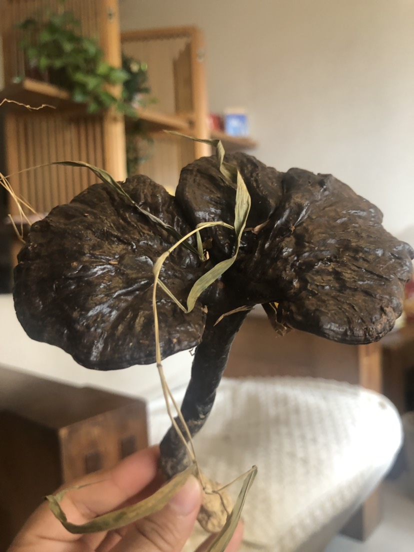 木靈芝   韶關(guān)大山里生長的純楓樹靈芝