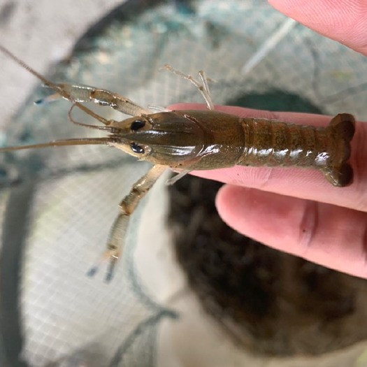 瑞丽市澳洲淡水小龙虾苗