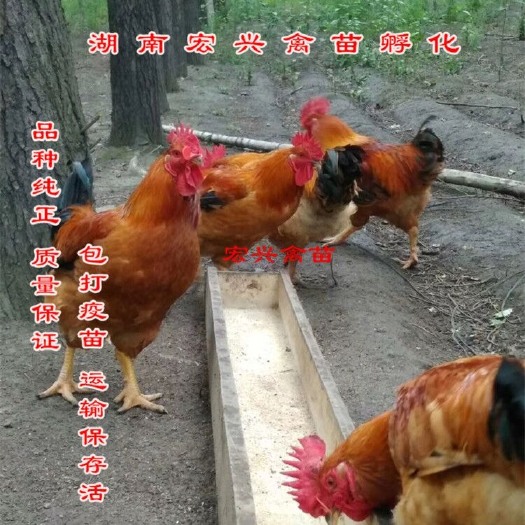 衡阳快大黄鸡苗  厂家直销快大黄肉鸡苗75天长5.5斤长速快出栏快