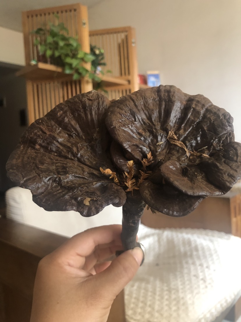 木靈芝   韶關(guān)大山里生長的純楓樹靈芝