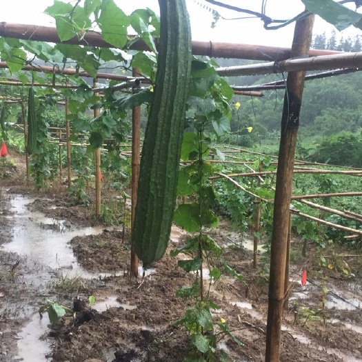 阳春市 山区清甜棱角丝瓜